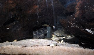 "Betty" missing from her spot. The male blocking the entrance of the cave