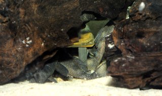 Pair in cave. Part of the tail of the female can be seen under the male's left pectoral fin