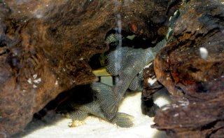 "Sunny" guarding eggs. His dorsal fin is lifted to prevent the eggs being seen from outside the cave