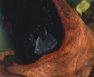 Female in her resting place in a wood crevice. Each of the females has its own resting place