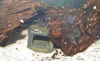 Fry outside its father's cave. On the right hand side the mother, "Betty", in her usual resting place