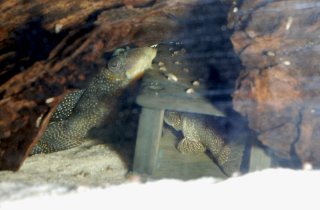 Pair in cave. Part of the tail of the female can be seen under the male's left pectoral fin