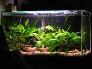 Front view of spawning tank