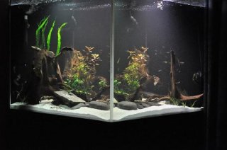 100 gallon cube