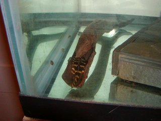 L-134 Breeding Tank L-134 Breeding Tank