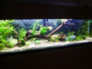 120g Planted