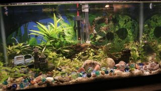 15g long 15g long