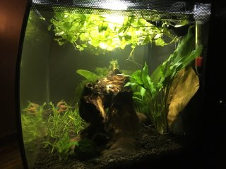 Betta & Amano Shrimp