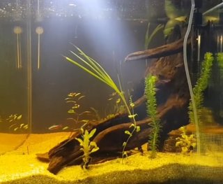 150 liter Amazon tank