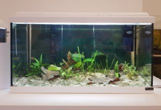 54 liter Amazon tank