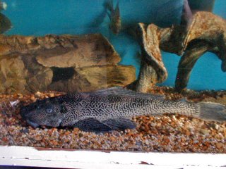 My Aquarium(1)