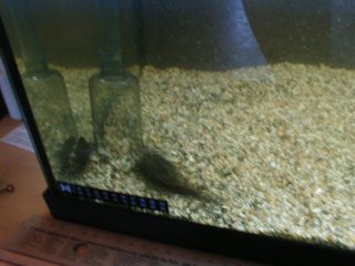 My Aquarium(3)