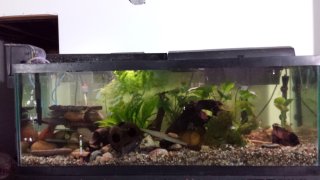 75gal Freshwater