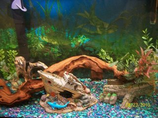 29 Gal 29 Gal