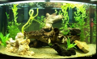 42 Gal Bow-front 42 Gal Bow-front