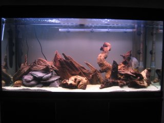 My Aquarium(1)