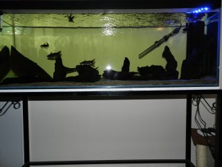 My Aquarium(2)