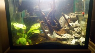 50 litres 2 5cm ancistrus. 50 litres 2 5cm ancistrus.