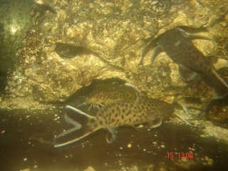 Synodontis petricola home