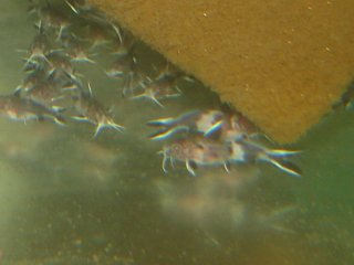 Synodontis petricola Juveniles