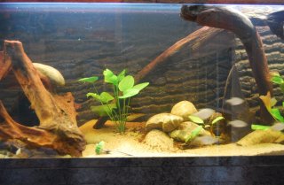 South-American fish tank