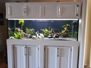 Display Tank (6Ft)