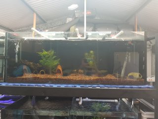 Rack Section 2 (L333 Plecos)