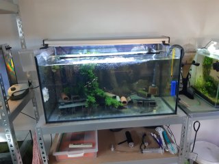 L046 Hypancistrus zebra tank
