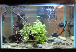 20 gal high Centromochlus tank