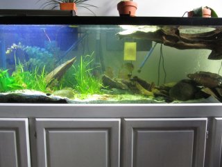 Mixed amazon biotope