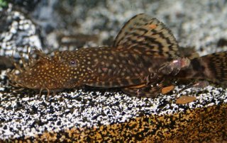 Ancistris Breeding Tank