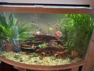 Bow front 55-60 gallon