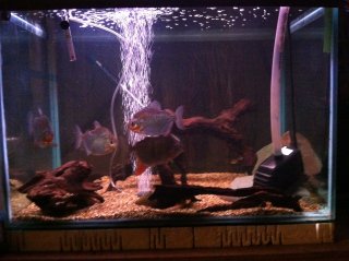 My Aquarium(1)