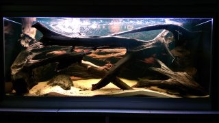 Amazon habitat