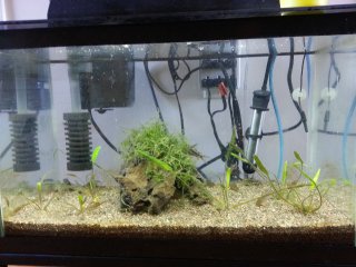 Breeding Tank 10G