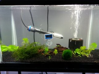 Shrimp Tank 10G