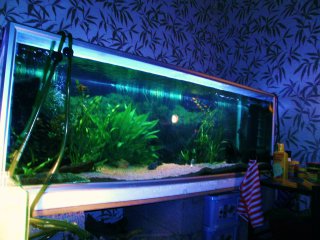 500l catfish tank
