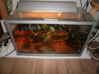 Breeding tank/paludarium