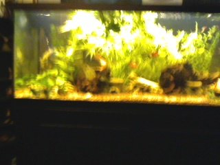 My Aquarium(1)