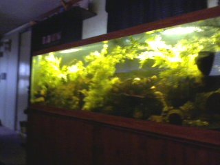 My Aquarium(2)