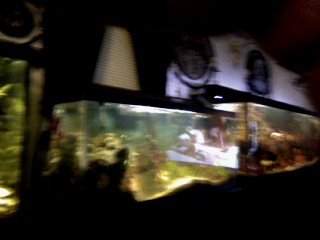 My Aquarium(4)