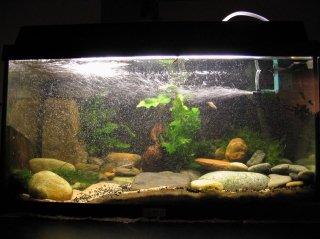 My Aquarium(2)