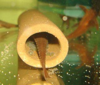 L010a breeding tank