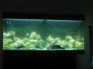 My Aquarium(1)