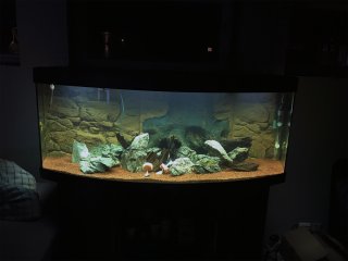My Aquarium()
