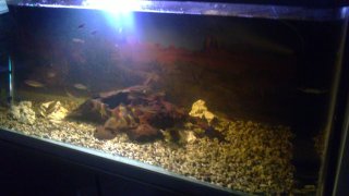 My Aquarium(1)