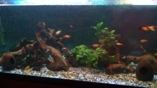 My Aquarium(2)