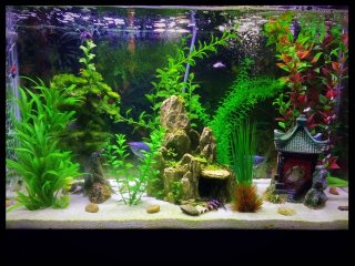 My Aquarium