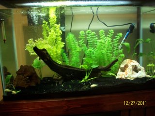 29gallon 29gallon