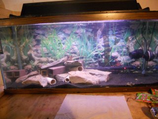 Zebra Tank 30 Long